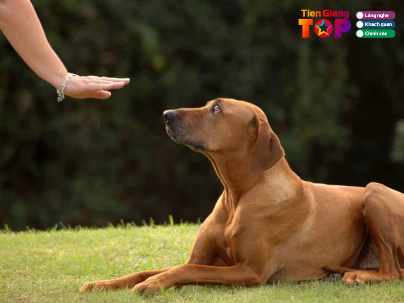 Vi-sao-nen-huan-luyen-cho-bai-ban-1-tiengiangtoplist