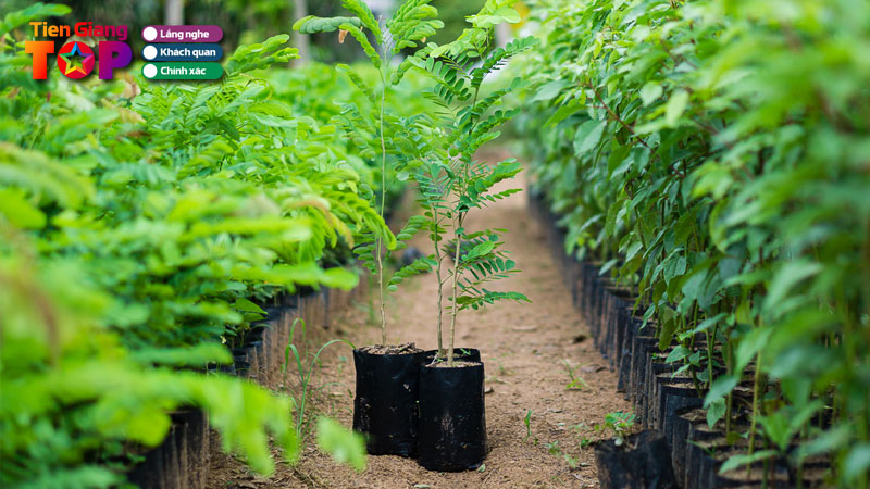 Vua-buffet-xien-que-tiengiangtoplist