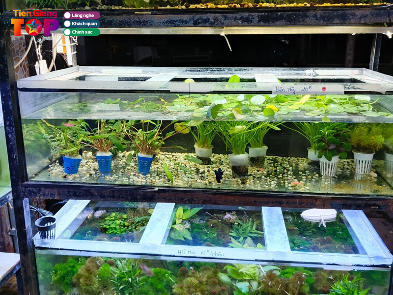 Ca-canh-chau-thuong-tiengiangtoplist