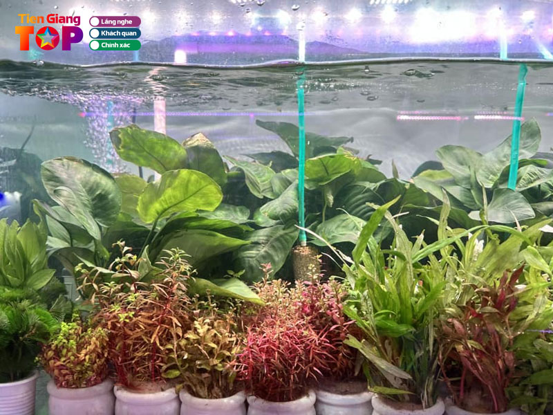  ca-canh-pe-guppy-farm-tiengiangtoplist