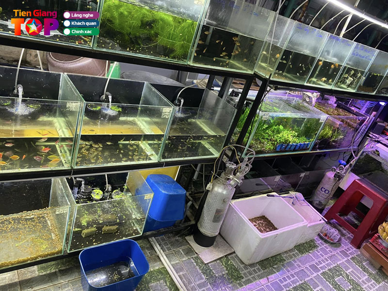 Prides-aquarium-thuy-sinh-go-cong-tiengiangtoplist