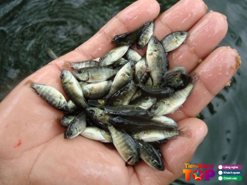 Tieu-chi-lua-chon-noi-ban-ca-giong-khoe-manh-tiengiangtoplist