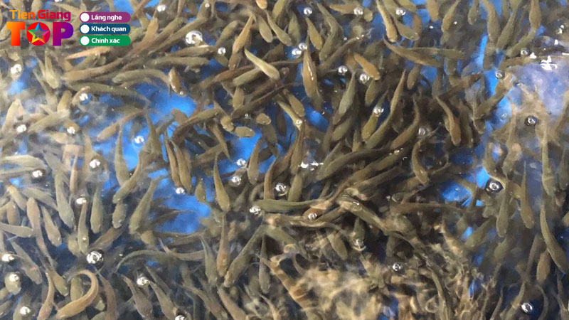 Top-5-trai-ca-giong-tai-tien-giang-khoe-manh-gia-cuc-tot-tiengiangtoplist