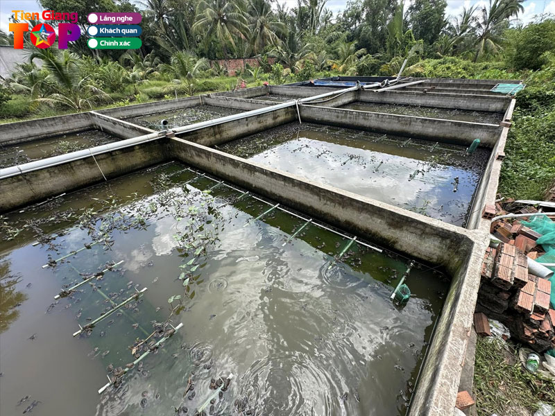 Trai-ca-giong-ao-sen-tiengiangtoplist