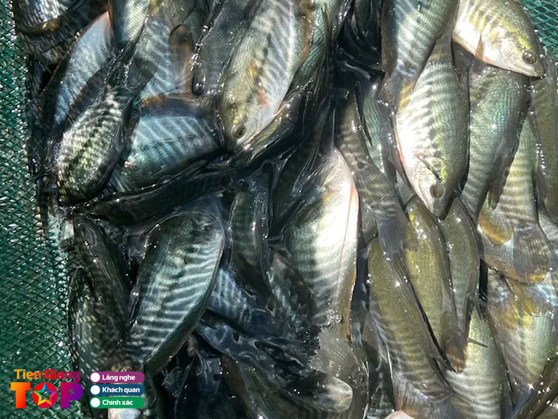 Trai-ca-giong-tam-vu-tiengiangtoplist