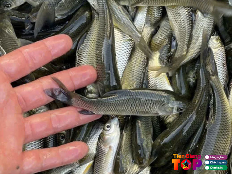 Trai-giong-hong-hue-tiengiangtoplist